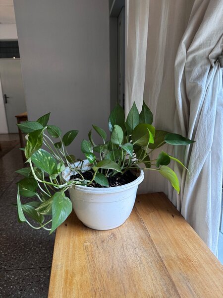 Golden pothos plant