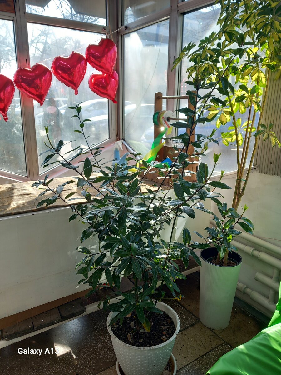 Лавровое дерево, НЕ КАПРИЗНОЕ , УСТУПКА БУДЕТ