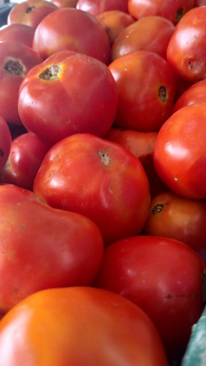 Tomates fraîches bio 1kg