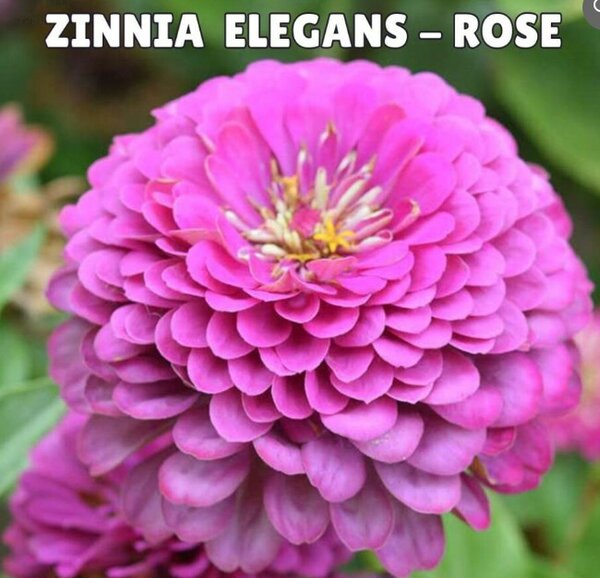 Zinnia Elegans Seeds- Rose (Summer)