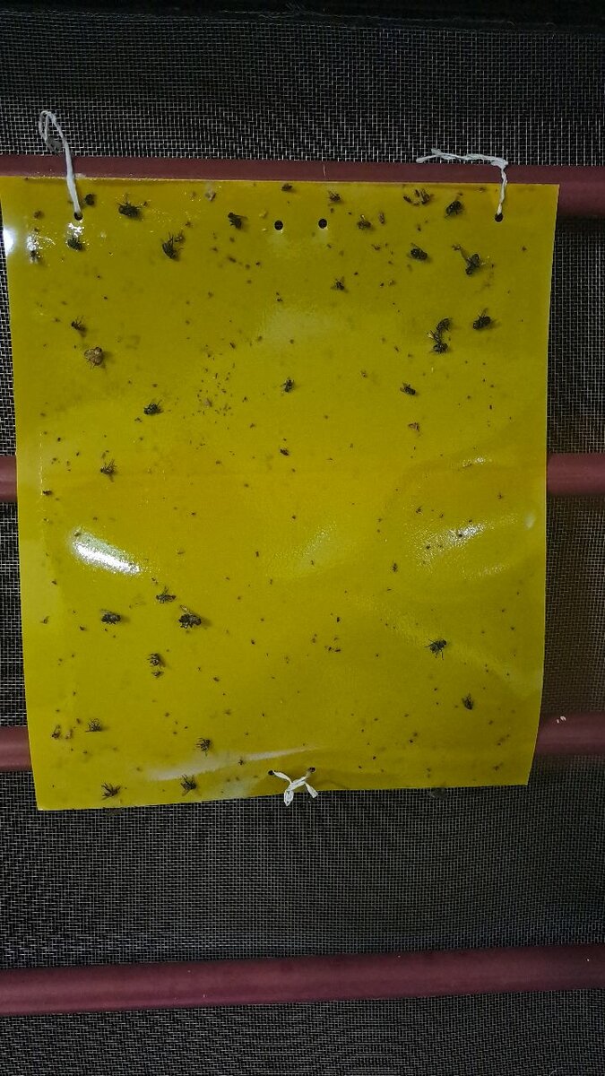 Piège à insectes et salamandres