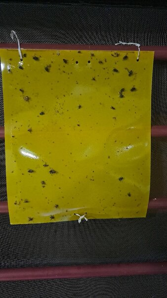 Piège à insectes et salamandres