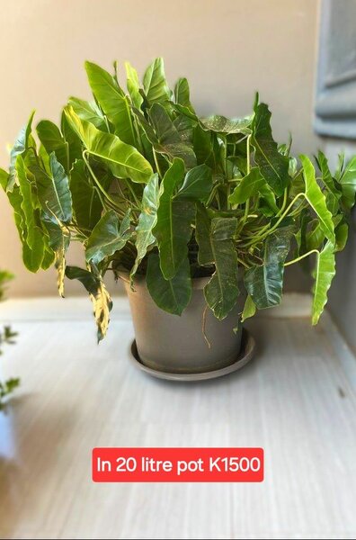 Potted indoor/outdoor plants