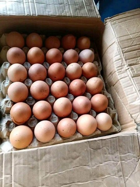 Œufs frais