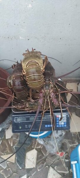 langouste frais au kilo