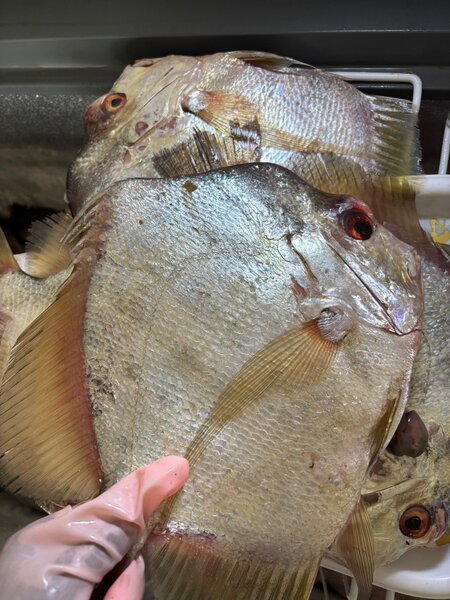 Poisson saint pierre