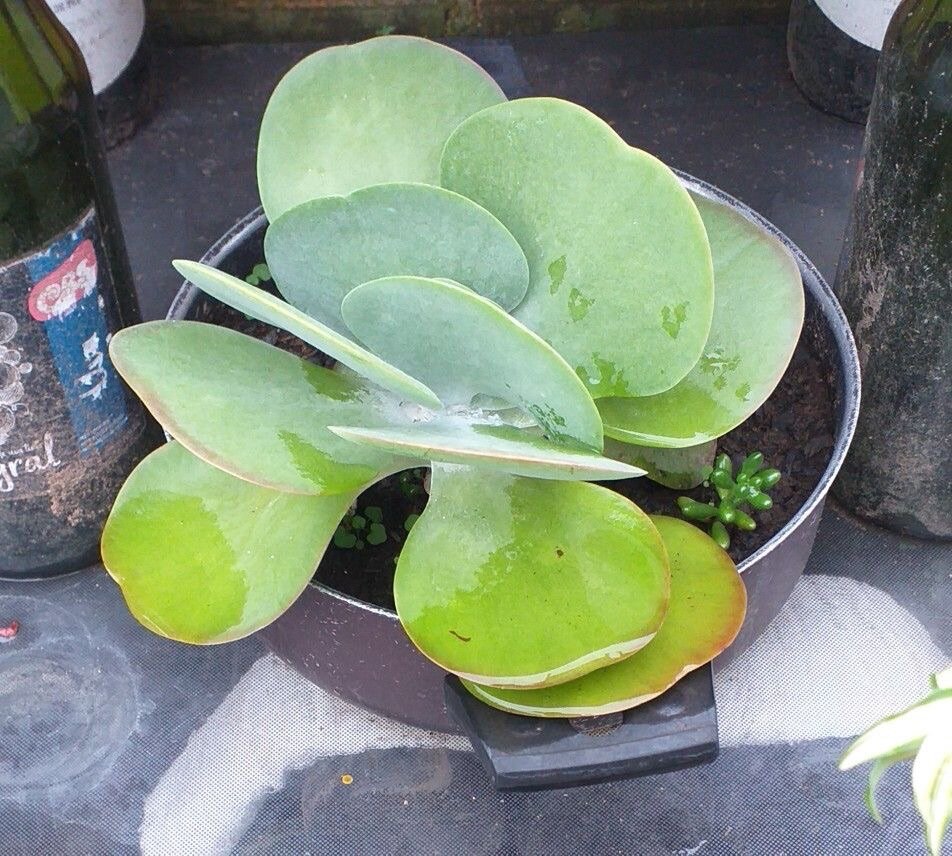 Dessert Cabbage (Kalanchoe thyrsiflora)