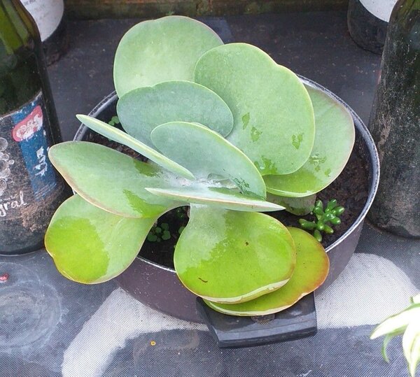 Dessert Cabbage (Kalanchoe thyrsiflora)