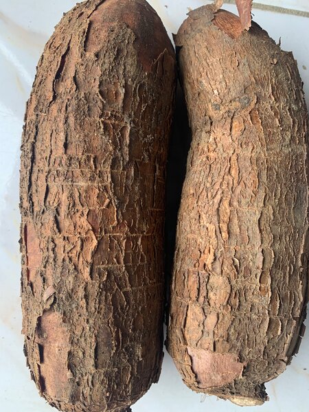 Tubercules de manioc frais