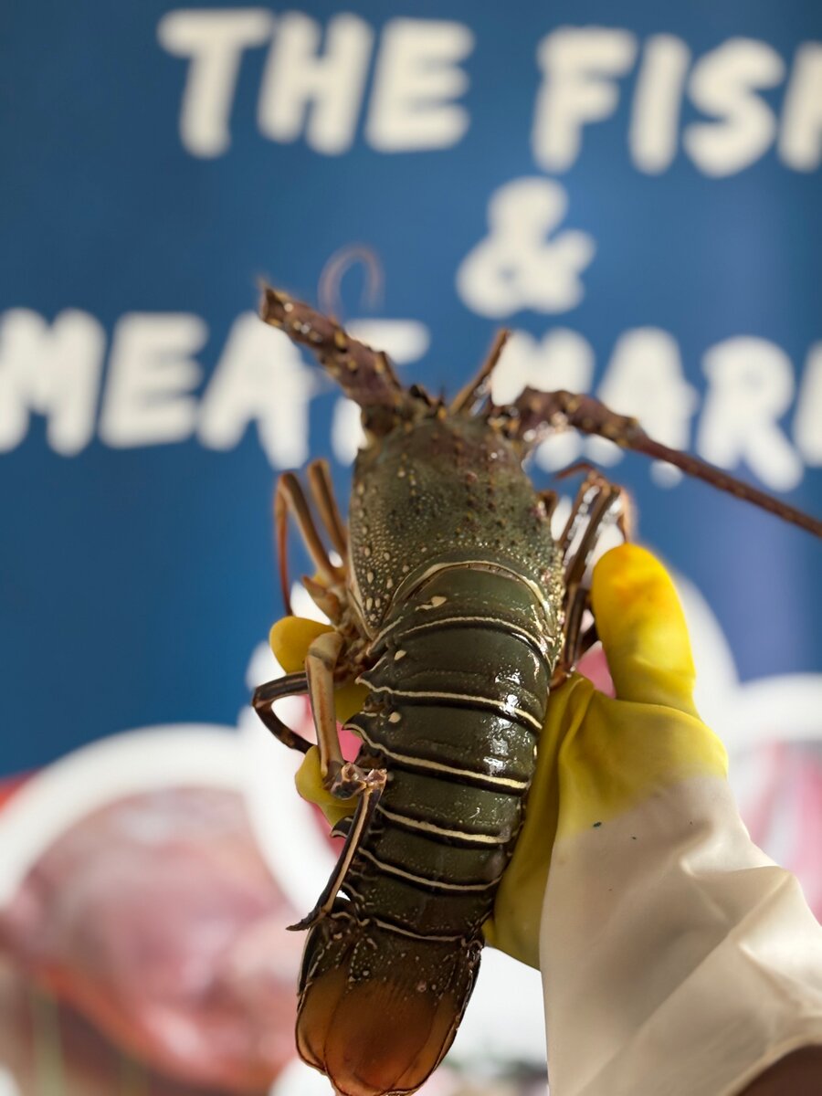 Langouste fraîche premium