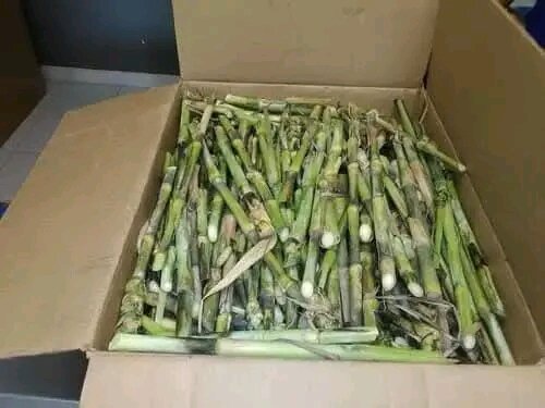 Maralfalfa / Canne à bétail