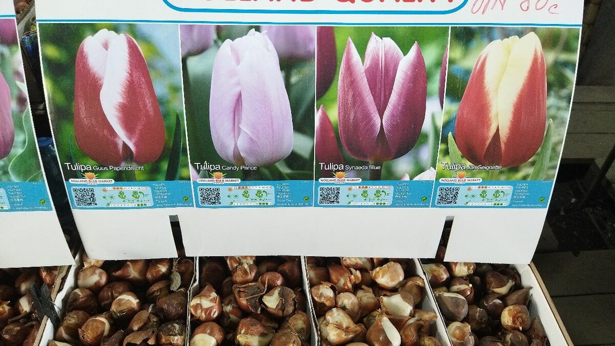 Бокаловидные тюльпаны