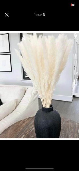 Pampas 10 tiges à 4000