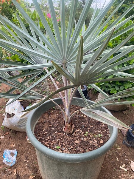 Palmier en pot décoratif