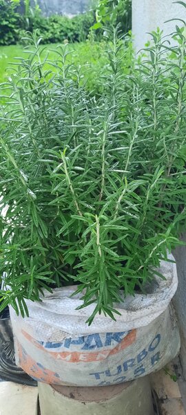 Romarin frais en pot