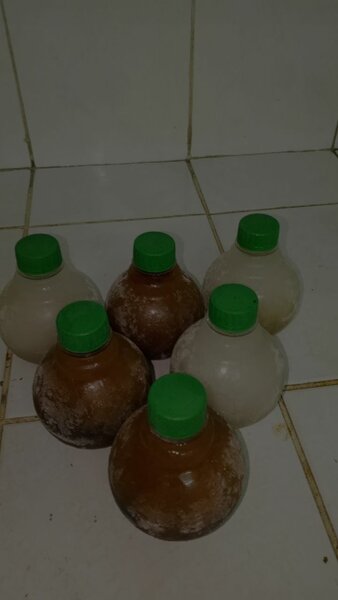 Jus de Gingembre Naturel