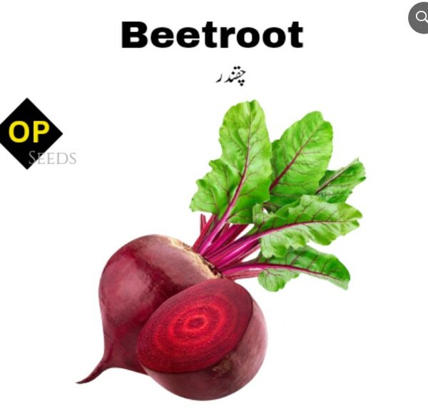Beetroot Seeds چقندر