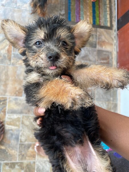 Yorkshire Terrier Pup