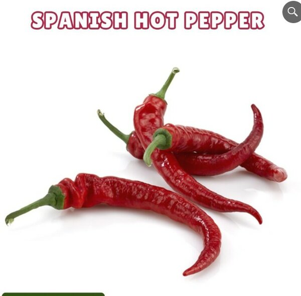Spanish Hot Pepper Seeds