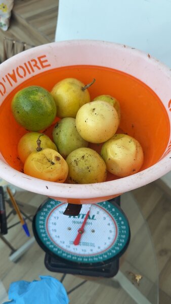 Fruits de la passion frais