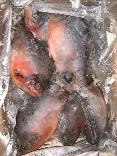 Poissons ((Belle Dame))