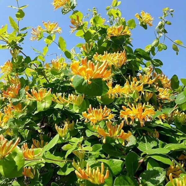 Жимолость каприфоль