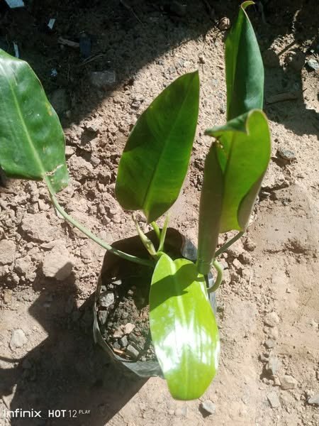 plantes vertes d'intérieur