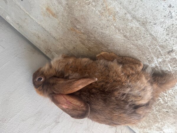 Lapin domestique brun