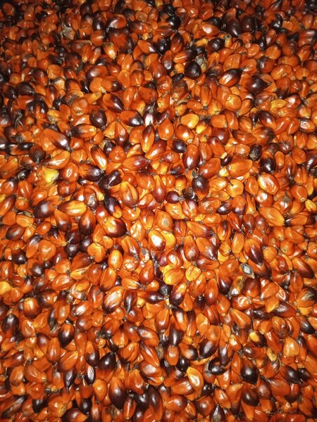 Graines africaine Rouge