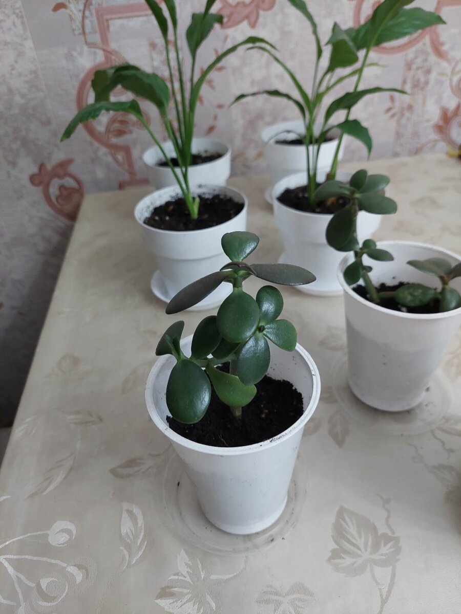 Денежное дерево/ Комнатные цветы Толстянка Спатифиллум