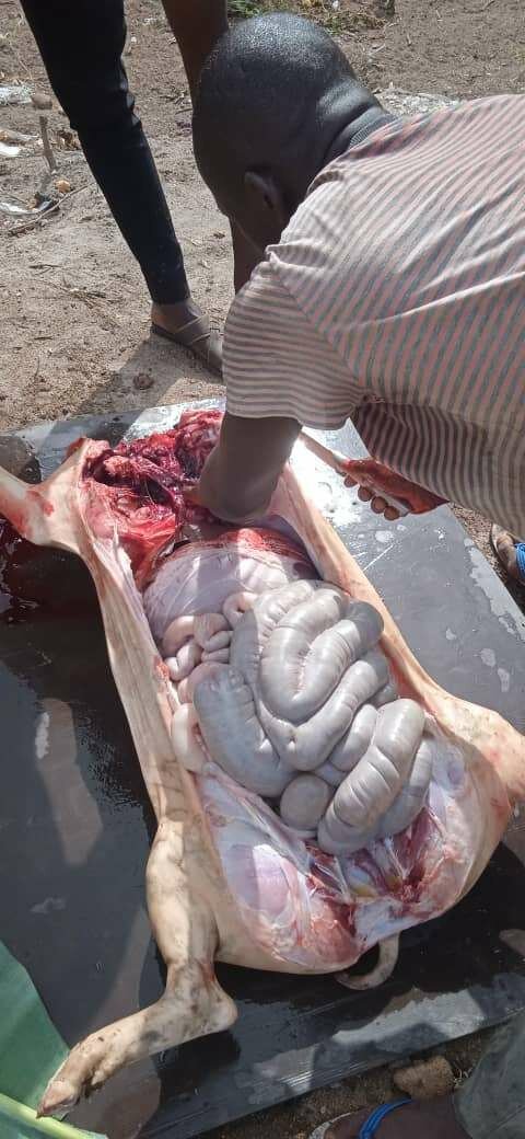 Viande de porc fraîche