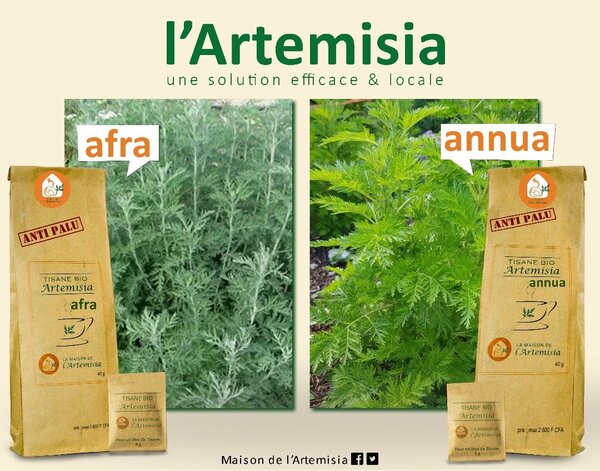 Thé Artemisia