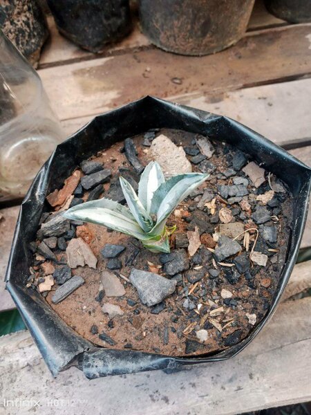 plantes vertes d'intérieur