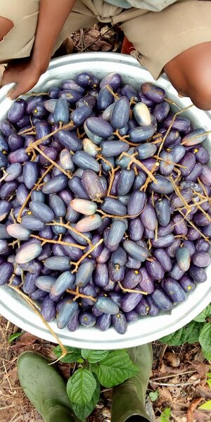 Fruits Safous Naturels