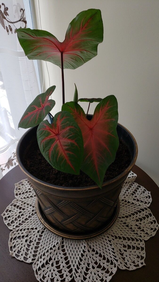 Heart of Jesus (Caladium bicolor)