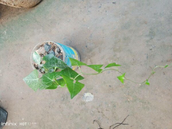 plantes vertes d'intérieur