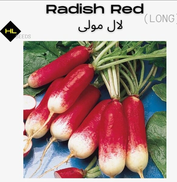 Radish Red & White