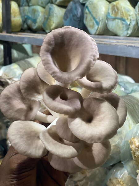 Fresh oyster mushrooms (1kg)