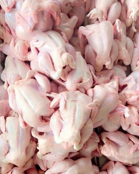 Poulets Frais de Qualité