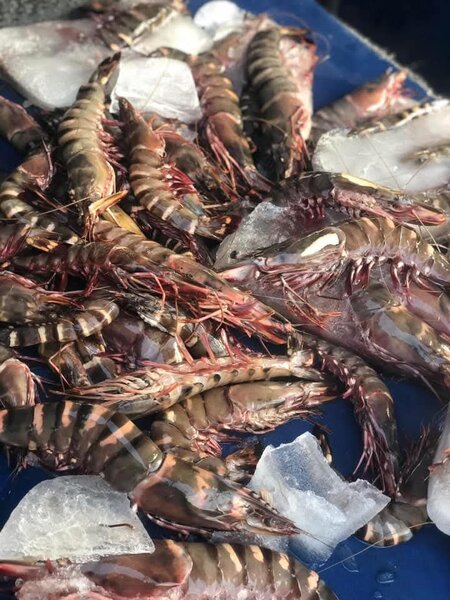 Crevettes Tigre Fraîches