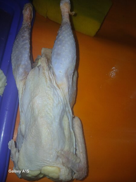 Poulet pondeuse