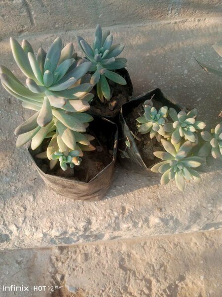 plantes vertes d'intérieur