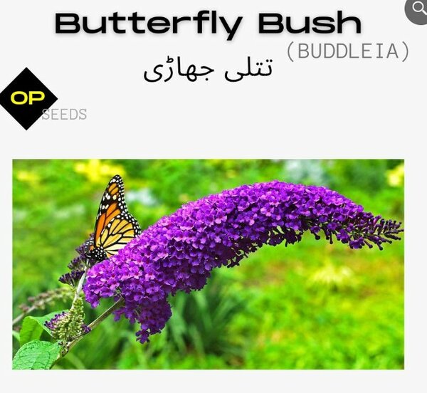 Buddleia Purple Seeds (Butterfly Bush)