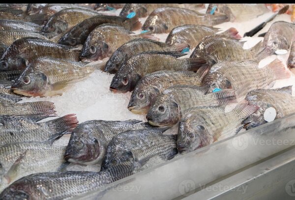 Poissons frais sur glace