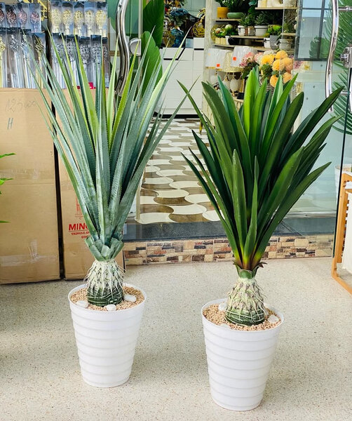 Plante d'intérieur exotique en pot