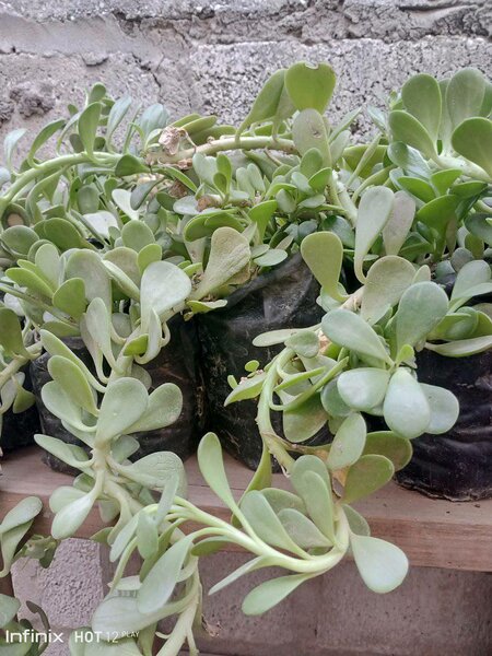 plantes vertes d'intérieur