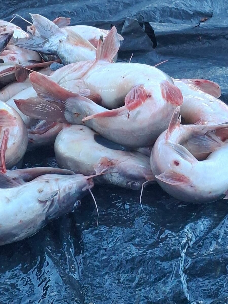 Carpe et machoirons de kossou