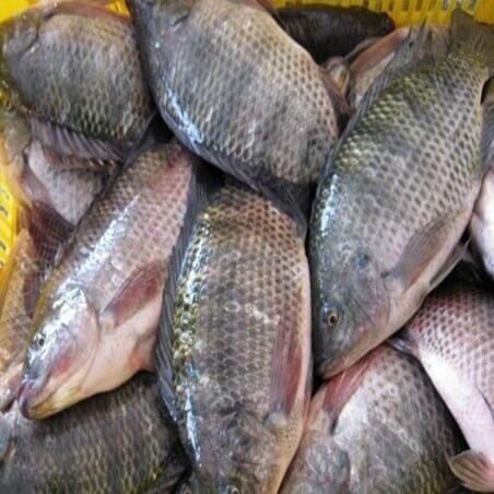 Tilapias fraîches de qualité