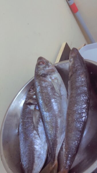 Horse mackerel ( kpanla)