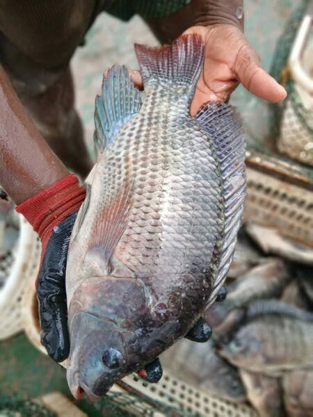 Carpe d'eau douce local 1kg